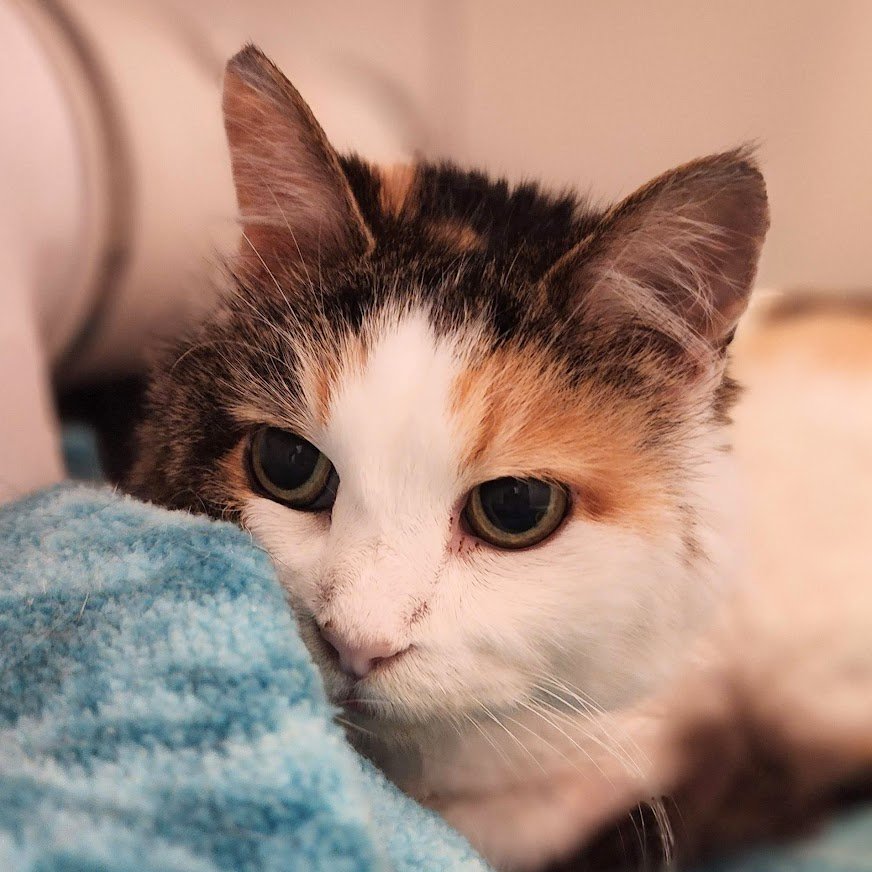 #ReadyToBeAdopted #TakeMeHome #RescuePartnerAdoptMe

Mrs. Whiskers is still available for adoption.  Please help us share her story.

Mrs. Whiskers is  14-years-old. She is fostered by Paws for Seniors in Toms Brooke, VA.  

 To adopt, visit pawsforseniors.org.