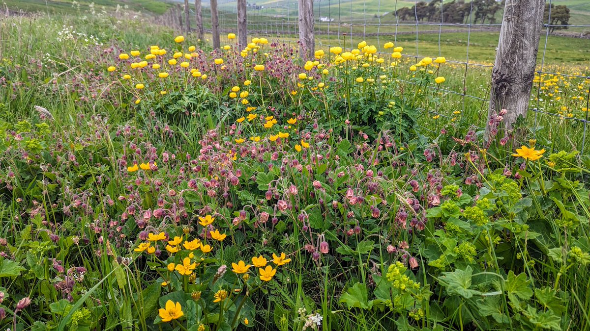 Drove past this very eye-catching chunk of road verge in upper Teesdale today, so naturally I had to get out, get up close and take a few photos. 

Give this a retweet if you think our native wildflowers are magnificent!