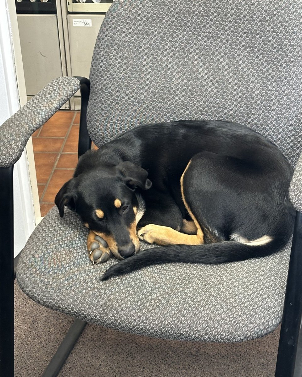 Looks like Maggie is living the dream! Here's her Happy Tail. 'Maggie is doing amazing! She loves spending time with her older brother, walks in the beach and she is the new office mascot. Thank you to Maggie’s foster parents!!'