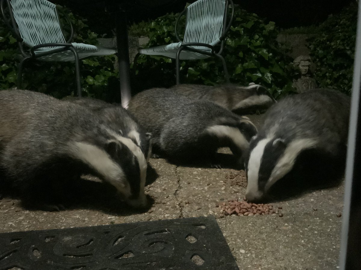 Six badgers here this evening!

#SaveOurWildlife  #GTTO