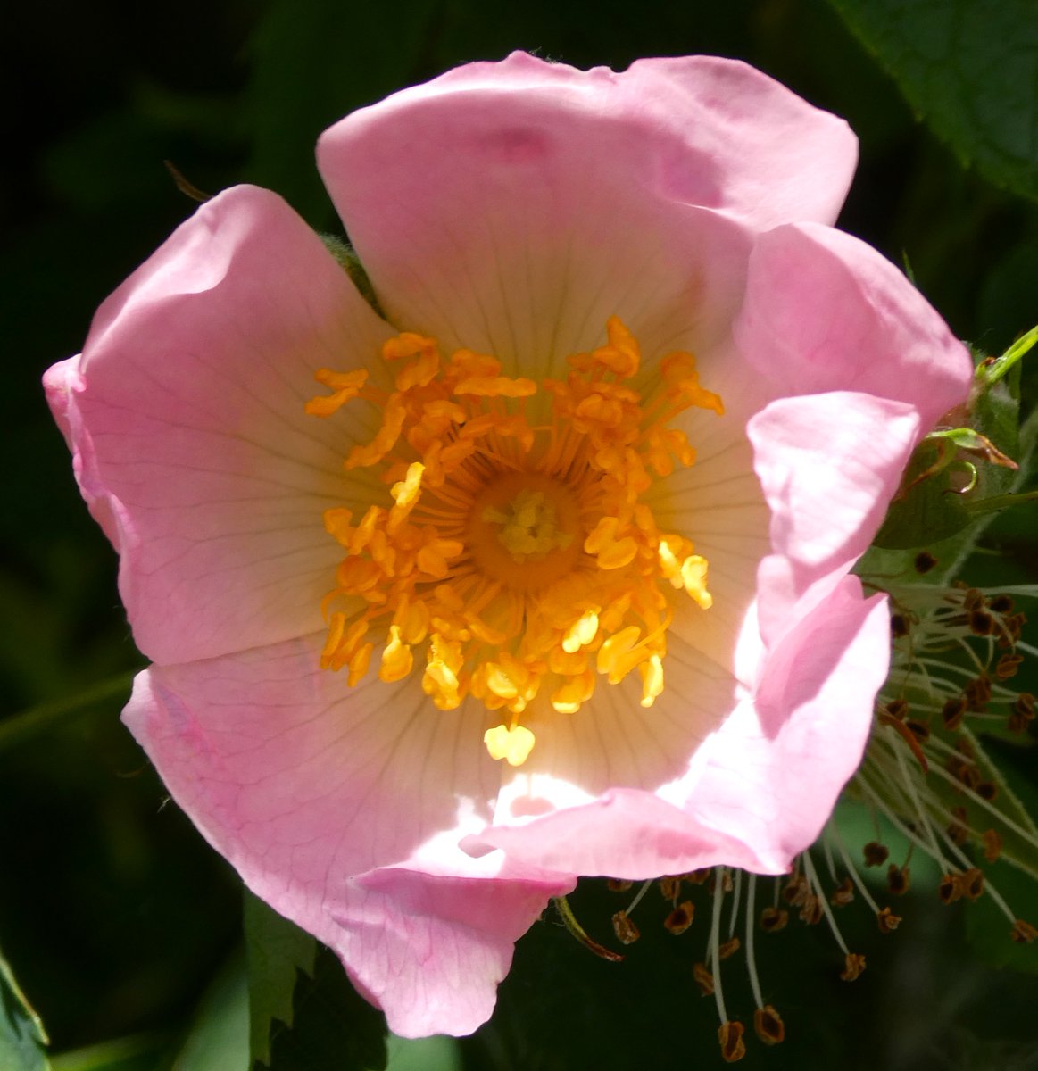 ‘Quite over-canopied with luscious woodbine, With sweet musk-roses and with eglantine’ #ShakespeareSunday Eglantine – a wild rose – comes from Latin aculentus 'prickly' (via Old French aiglent). In Maytime hedgerows are over-canopied with the loveliness of wild dog roses🌸