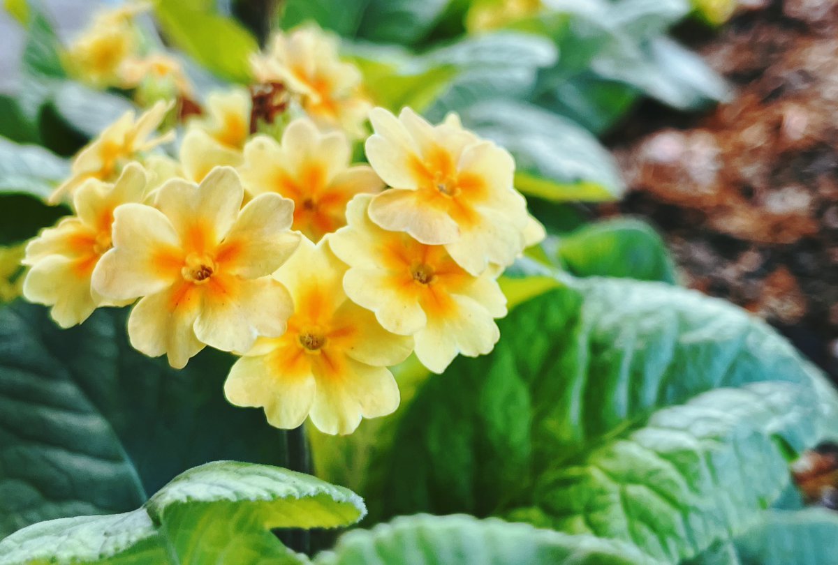 朝の花壇がまたかわいらしくてふふふになっているのでした🍀✨#イマソラ #朝の花壇がまたかわいらしくてふふふになっているのでした