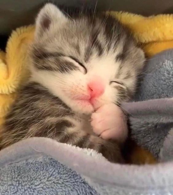 cutest cats tweet media
