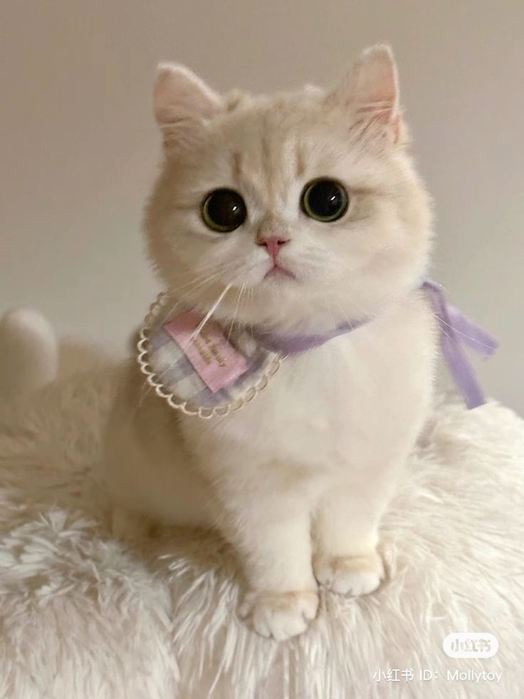 cutestscats's tweet photo. Cutie 😻😻 https://t.co/FAMDWYtlOf
