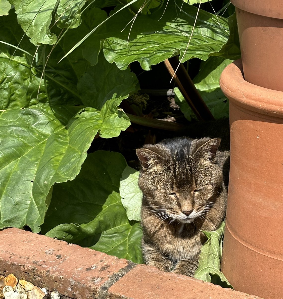 “I can see you, sleeping underneath the rhubarb” 😺🌿 “Well I am 17, I need an afternoon nap” 💤 #caturday #catsoftwitter #catsofx #cats