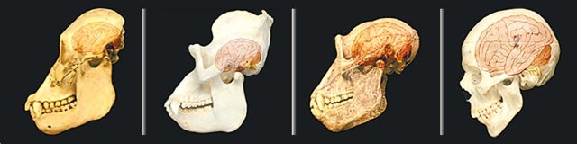 인간 진화 

인간의 진화는 유인원과 같은 조상으로부터 사람들이 유래한 오랜 변화 과정입니다. 

과학적 증거에 따르면 모든 사람이 공유하는 신체적, 행동적 특성은 유인원과 같은 조상에게서 유래했으며 약 600만년에 걸쳐 진화했습니다.

humanorigins.si.edu/education/intr…