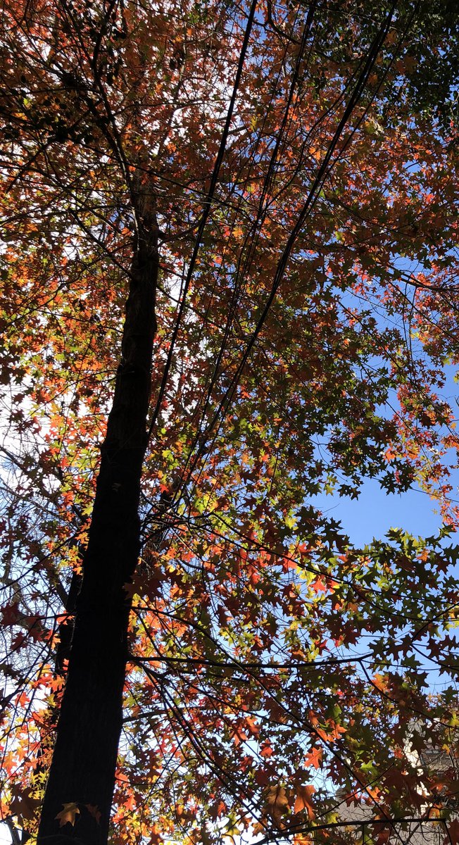 poracanoes's tweet photo. Saqué esta foto y no la puedo parar de mirar. Qué hermosa que es la gama de colores del otoño. https://t.co/rzEIltTEJo