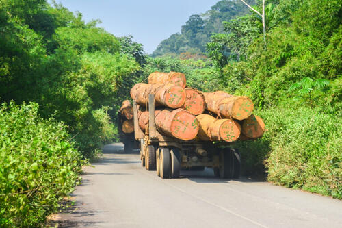 Bénin : l'exportation des bois et produits de bois interdites pour préserver les forêts limportant.fr/infos-afrique/… #Afrique