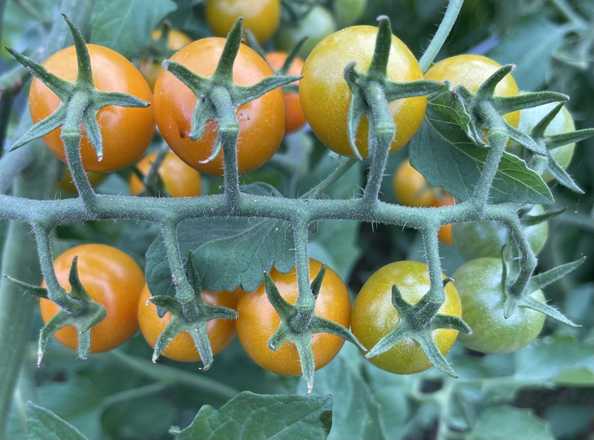 sciencewithchan's tweet photo. Math in the garden. Ss got excited  when they saw how nature grouped these tomatoes like arrays. @traviseshisd https://t.co/wy6unfEruo