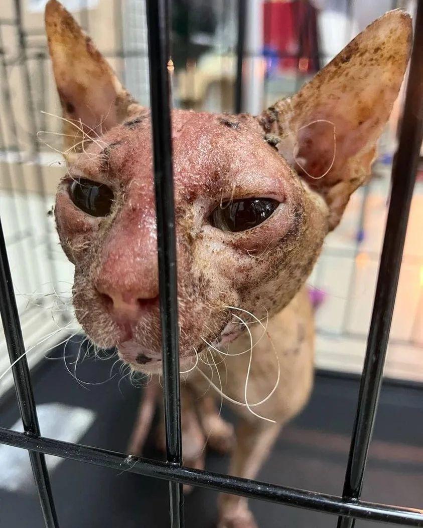 banyandogs's tweet photo. HELP NEEDED URGENTLY 🆘🆘🙏🙏🙏🙏 A small victim of a big betrayal! "A heavy burden to bear." He's from the left bank. They said that he even survived the winter outside. Now being rushed to the clinic. Preliminary diagnosis of demodecosis and chemical burns. https://t.co/qKscDoh8GJ