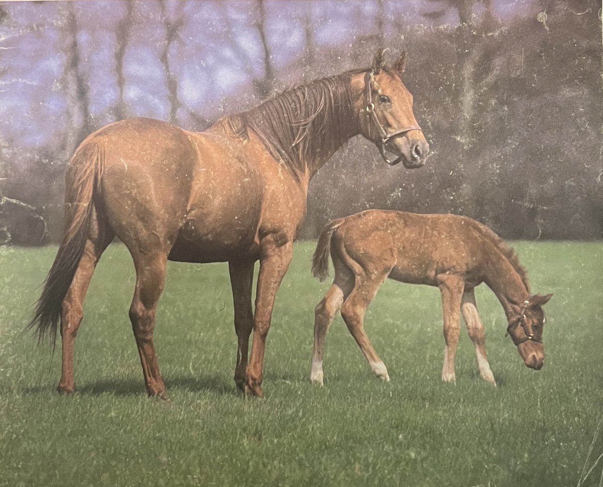 OH SO SHARP (IRE). Chestnut Mare Kris - Oh So Fair by Graustark. Winner of the 1000 Guineas, Epsom Oaks, and St Leger for Sheikh Mohammed, with her first foal, a colt by Dunbeath (Ben Alisky), 1987.