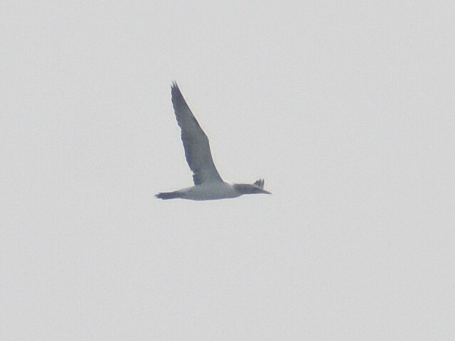 A Masked Booby has just been confirmed in Cameron County, Texas (CODE 3) ebird.org/checklist/S176… Photo: Rhett Raibley #ABARare #birding