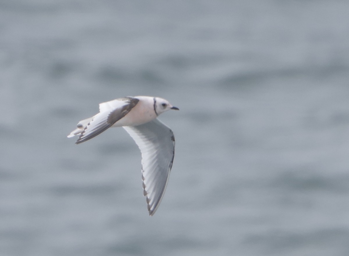 A Rosss Gull has just been confirmed in Nome Census Area Borough, Alaska (CODE 3) ebird.org/checklist/S176… Photo: Gavin Bieber #ABARare #birding