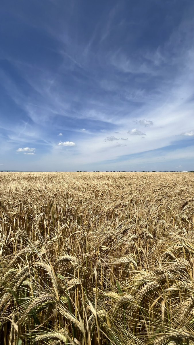 Još malo pa je sazrela.