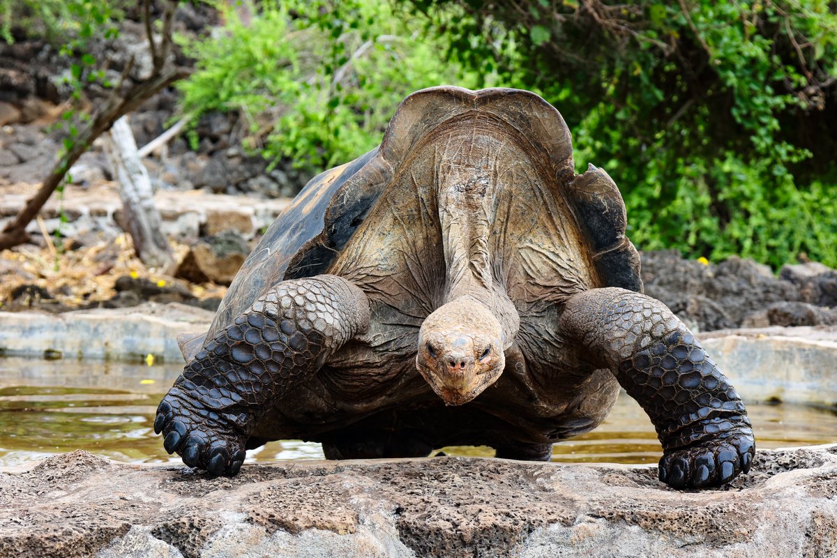 RXavierCastro's tweet photo. En el corazón de las Islas #Galápagos, las tortugas gigantes son un símbolo de la resistencia y la longevidad. No solo son un tesoro de la biodiversidad, sino también un testimonio de la importancia de la conservación y el respeto por la naturaleza. https://t.co/u9LxiwLqnn