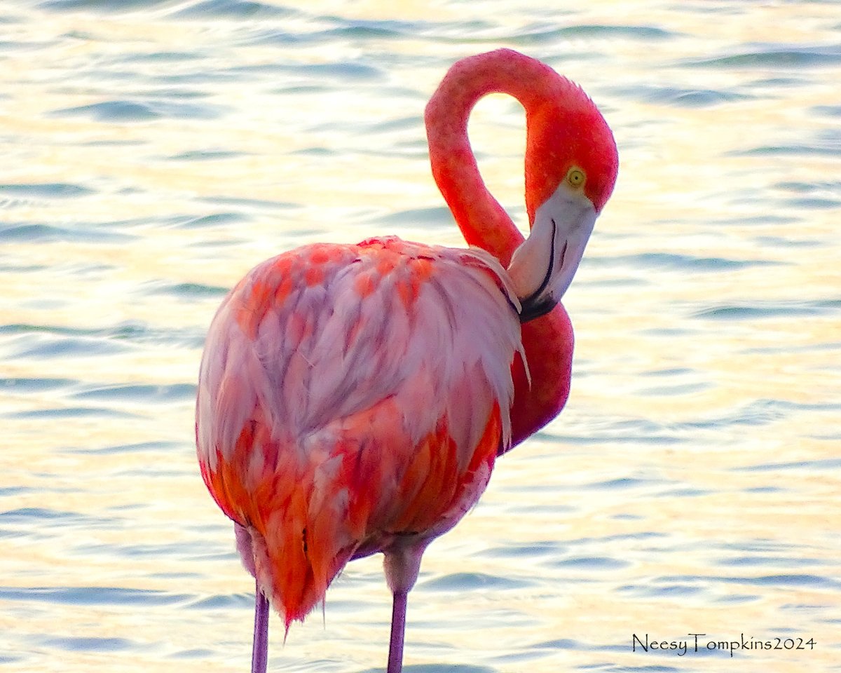 Come see the lone flamingo at Leonabelle Turnbull Birding Center in Port Aransas TX. and watch a flamingo in the wild. #pinkinportaransas #flamingo