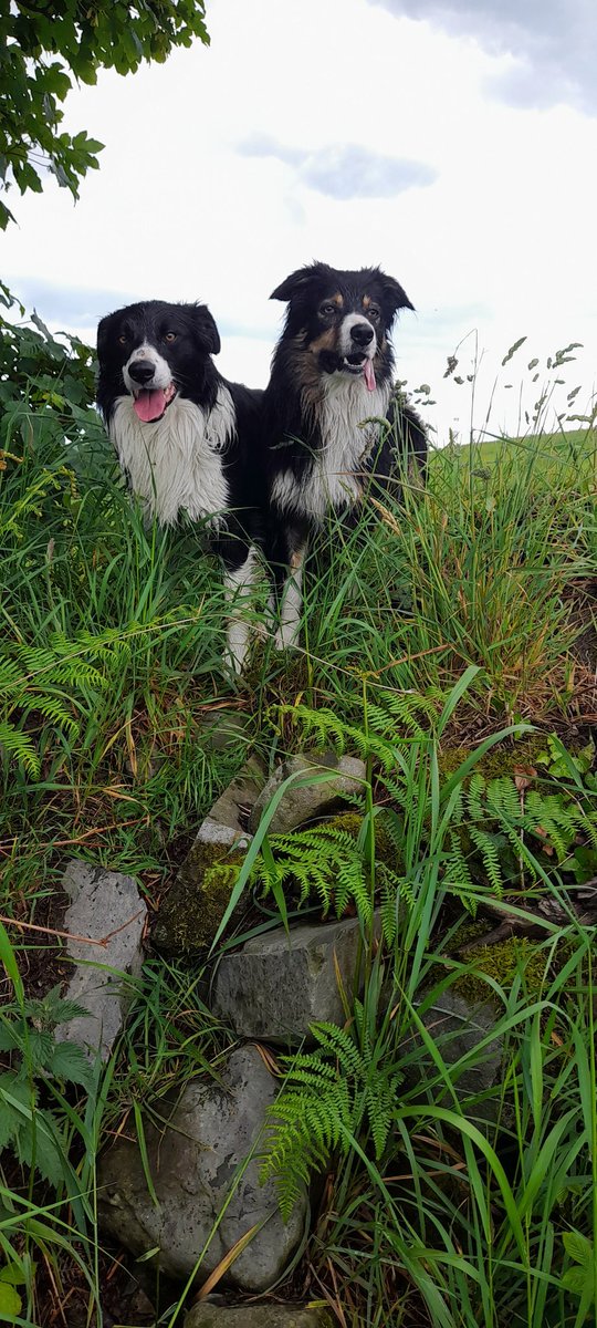 CountryClodagh's tweet photo. A big hello from Finn and Peadar🤠🐾
We've been a bit quiet on social media recently.....hope all's well in your world, folks🤗
#dogs #summerstyle #doglovers https://t.co/m13vZTR1mE