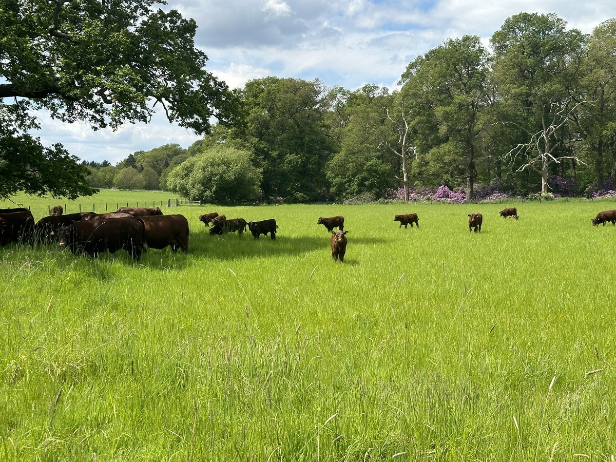 Nick Riley tweet media