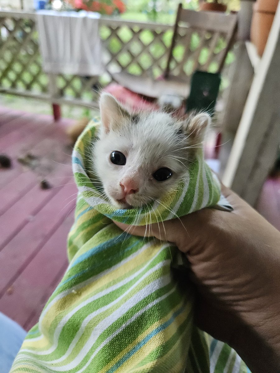 SplendoraMeliss's tweet photo. #caturday https://t.co/cL1MlM3fiV