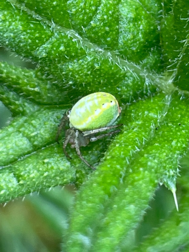 My phone tells me this is a cucumber green spider. Who knew such a thing existed? It was very bright green. #wildlife #wildlifefrommywindow