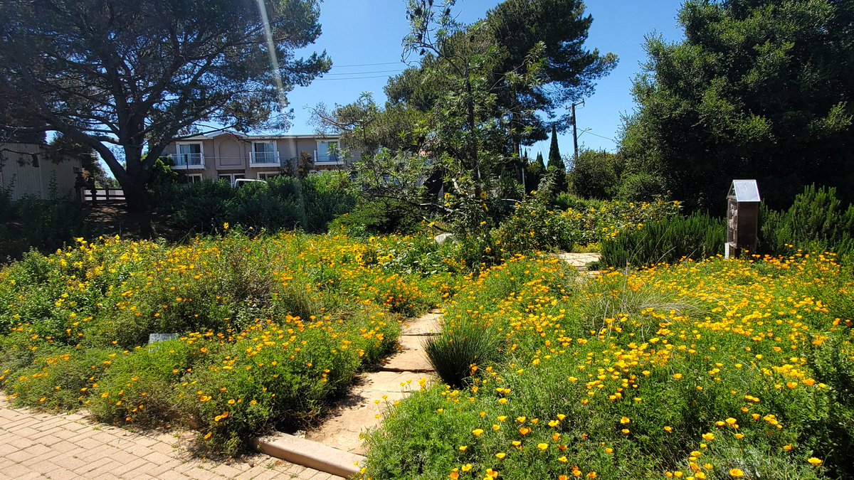 militantangleno's tweet image. DID YOU KNOW there's a free, public (mostly) #NativePlants botanical garden in #ManhattanBeach? The Manhattan Beach Botanical Garden, opened in 2001, is located at 1237 Peck Ave, N of Manhattan Beach Blvd.
#HiddenGem #SouthBay