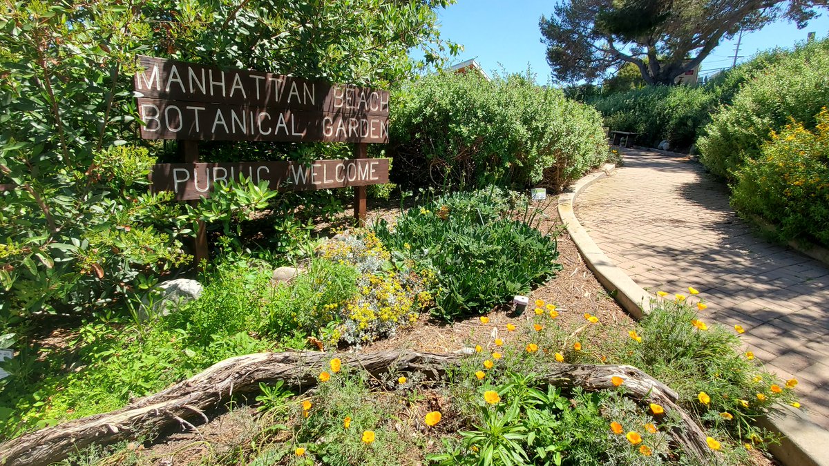 militantangleno's tweet image. DID YOU KNOW there's a free, public (mostly) #NativePlants botanical garden in #ManhattanBeach? The Manhattan Beach Botanical Garden, opened in 2001, is located at 1237 Peck Ave, N of Manhattan Beach Blvd.
#HiddenGem #SouthBay