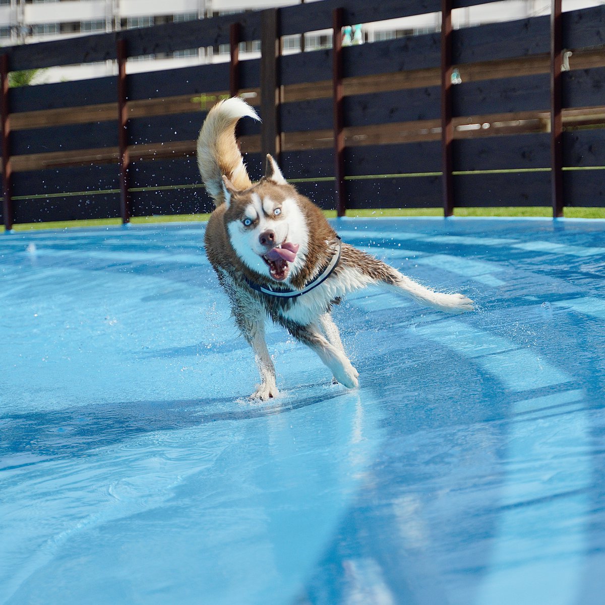 シベリアンハスキー大吉♂ tweet media