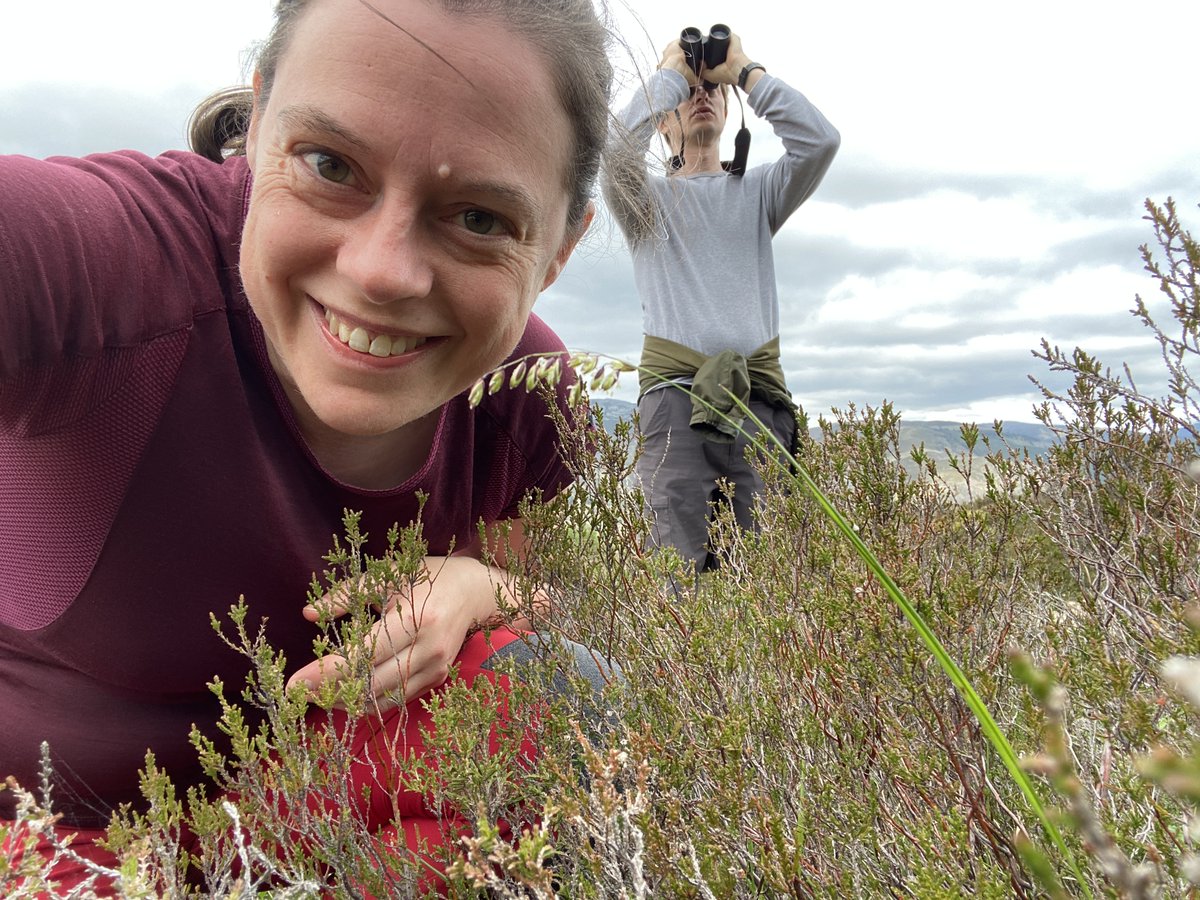 Watts_SH's tweet photo. I'm absolutely over the moon with encountering the simply stunning Mountain Melick (Melica nutans). A #montane species I've never actually found in flower before, & top of my most wanted to see grasses! ๐คฉ๐ฅน๐ค#WildflowerHour @PaintingAndrew #Deeside #grassID #grass #Poaceae https://t.co/wOZkU1lPYo