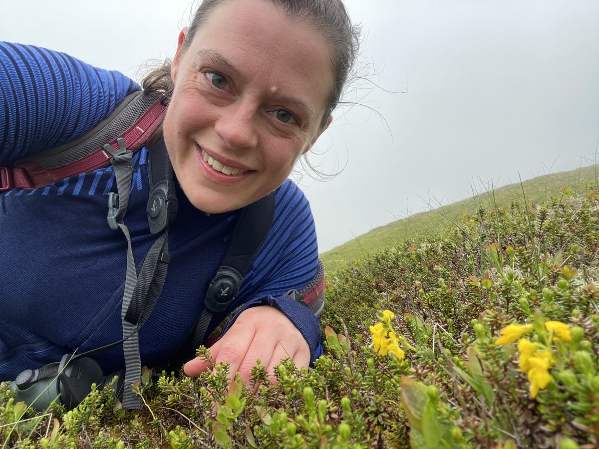 Totally chuffed to get a new plant #altitudinal #record, my first for 2024! We found this patch of Petty Whin (Genista anglica) at a record-breaking 737m above sea level on Morven, in #Deeside. The #montane #botany season is now well underway! 🤩🥳 #wildflowerhour @PaintingAndrew