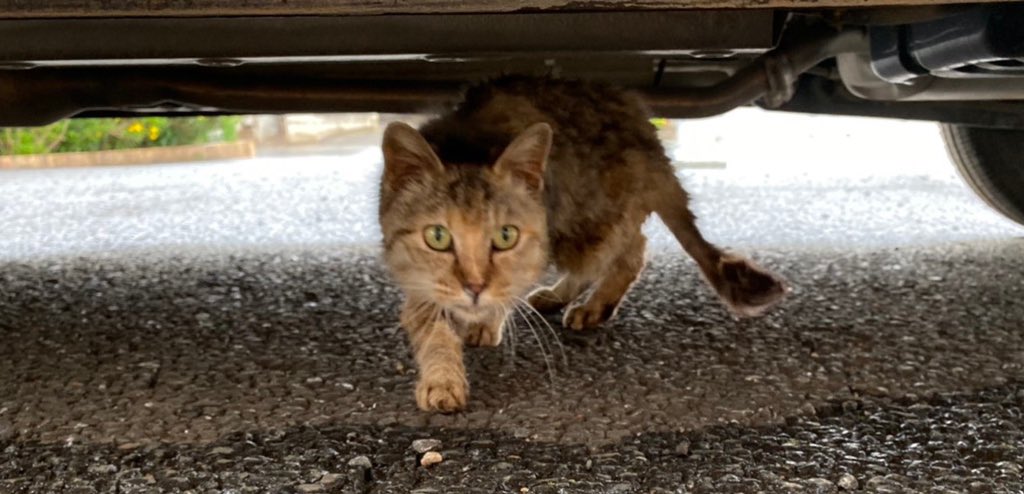 ainahi0620's tweet photo. 😸地域猫ちゃんから🏡我家の家族に仲間入りのゴロちゃん💜

☀️👵🏻母の朝食🍚少しずついろいろな種類のオカズをと心掛けています🍱

💒💍長女ちゃんの結婚式💍💒どうか幸せになってね🩷

🐟ウーパールーパーのエイ君🍃🍃🤭

🌺皆々様にとりまして🍀穏やかな一日となりますよう☺️ https://t.co/XLrbzqO1nd