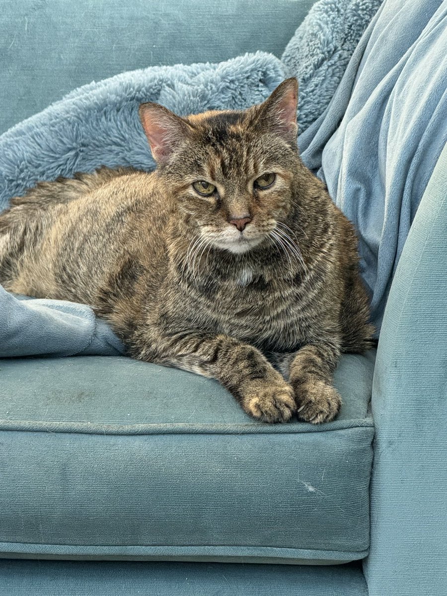 kickerkate's tweet photo. @FionaBowler Hi from Rigby! She’s nearly 17 and loves her fur blankets 👑 https://t.co/dnxiUUcGIh