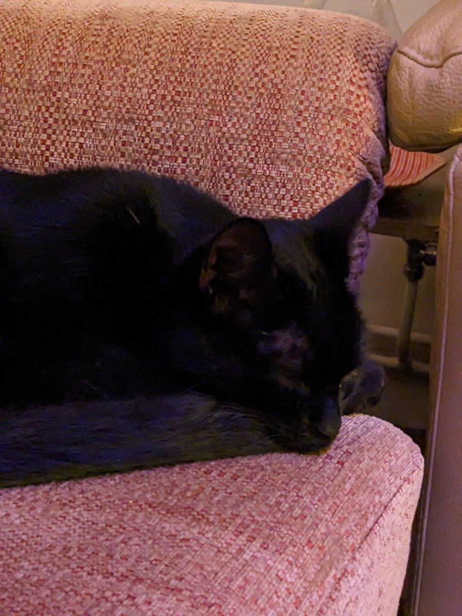 AspectinMyRatio's tweet photo. Bela the cat told me to commit tax fraud https://t.co/Bvl2NChLnr