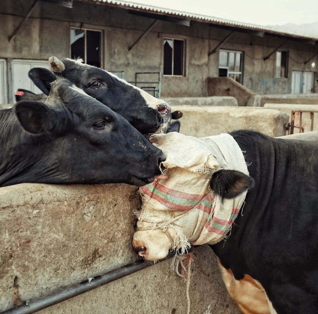 💔😔⁠
⁠
'No seas la razón detrás de su sufrimiento, hazte vegan.'⁠
⁠
📸 IG iman.hamikhah⁠ vía @animalsavemvmt

#vacas #amistadsincera #despedida #veganismoesjusticia #cowlove