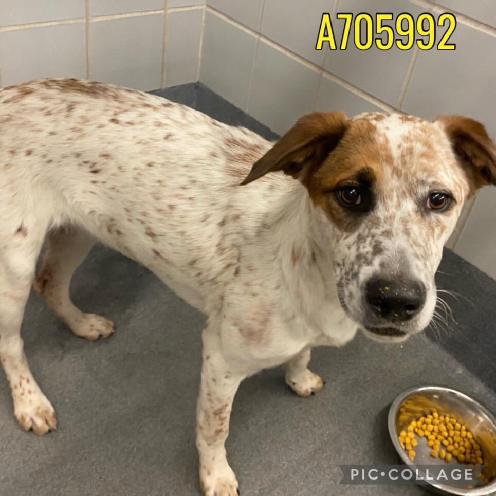 ⚠️✋🏼Lady was saved by Hunter’s Hope Rescue from SA ACS🥳! She never found a foster & had to sit in boarding😒but she’s now ready to go north to find her forever home. They need to clear 21 days of boarding $20=$420 Pls #help make this happen: 💕PayPal Huntershoperescue@gmail.com