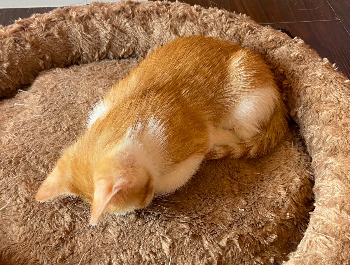 Patti.png tweet media