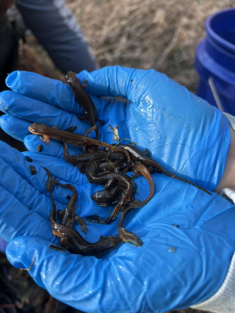 Salamander Saturday!