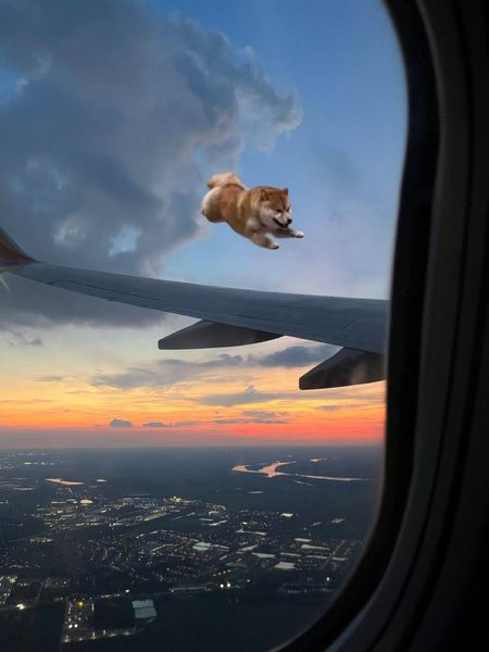 jo5htheboss's tweet photo. How could you fade the flying dog? 

$JET https://t.co/rOzP13sm69