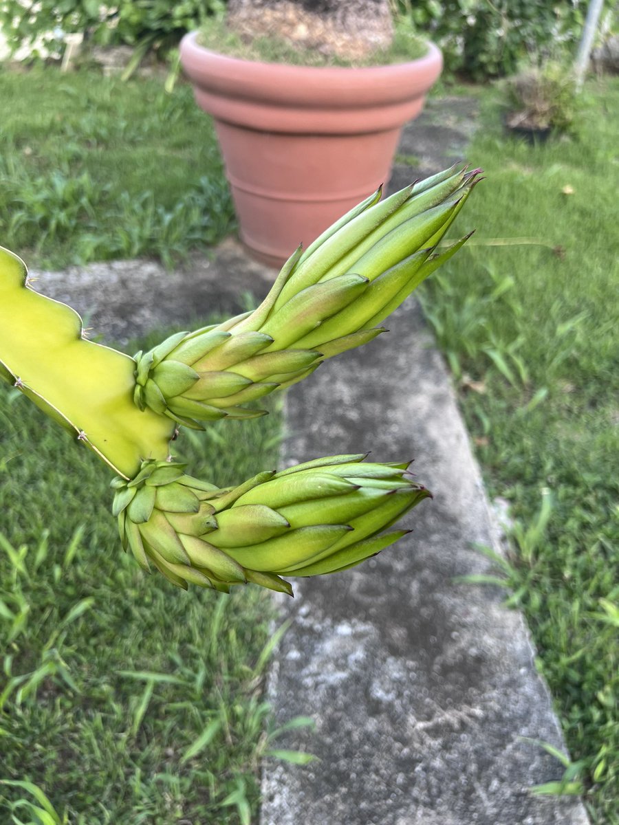 Mi dragon fruit por fin va a tirar flores, no importa si son dos capullos 😍