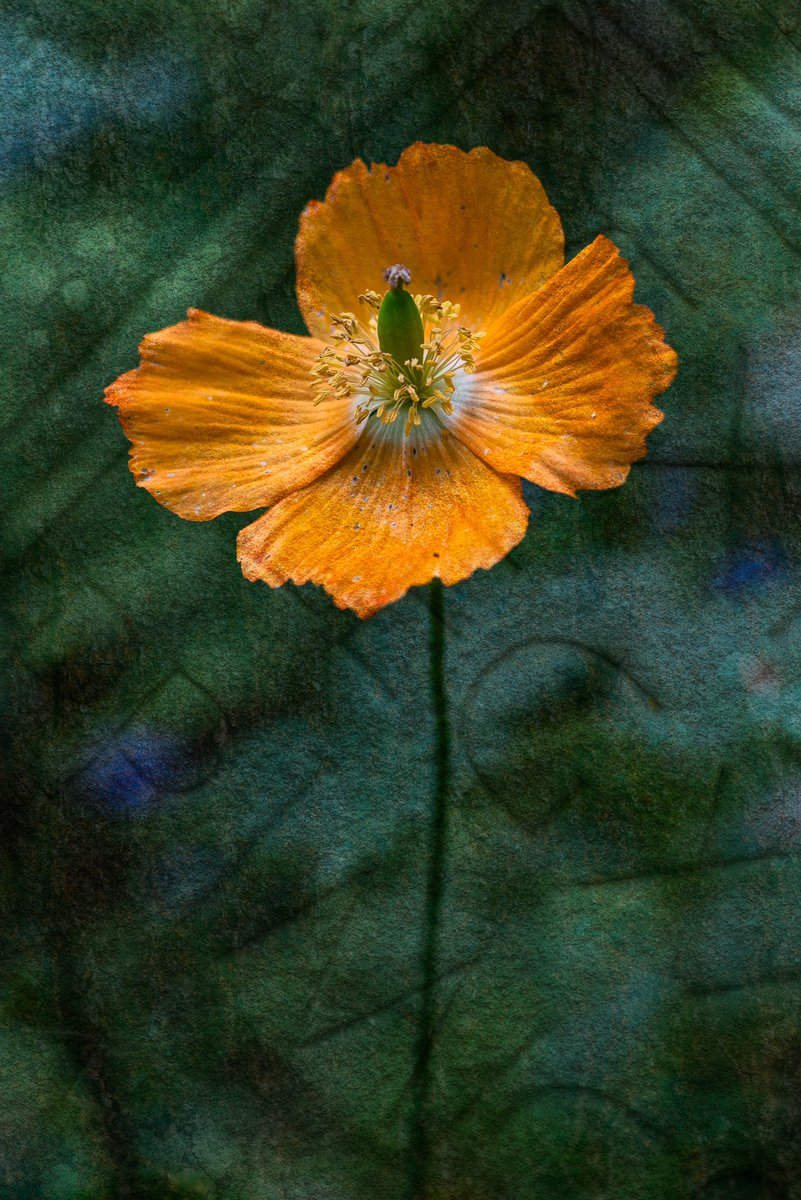 fiona4fiona's tweet photo. Multiple exposure from Abbotsford House …..
#scottishborders #poppy #poppies #abbotsfordhouse #abbotsford @AbbotsfordScott https://t.co/4QHM7Y8hqn