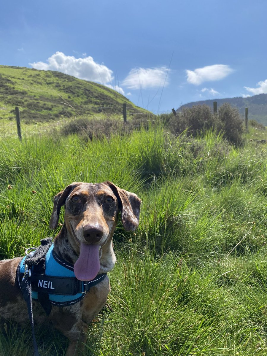 Sausage Neil tweet media