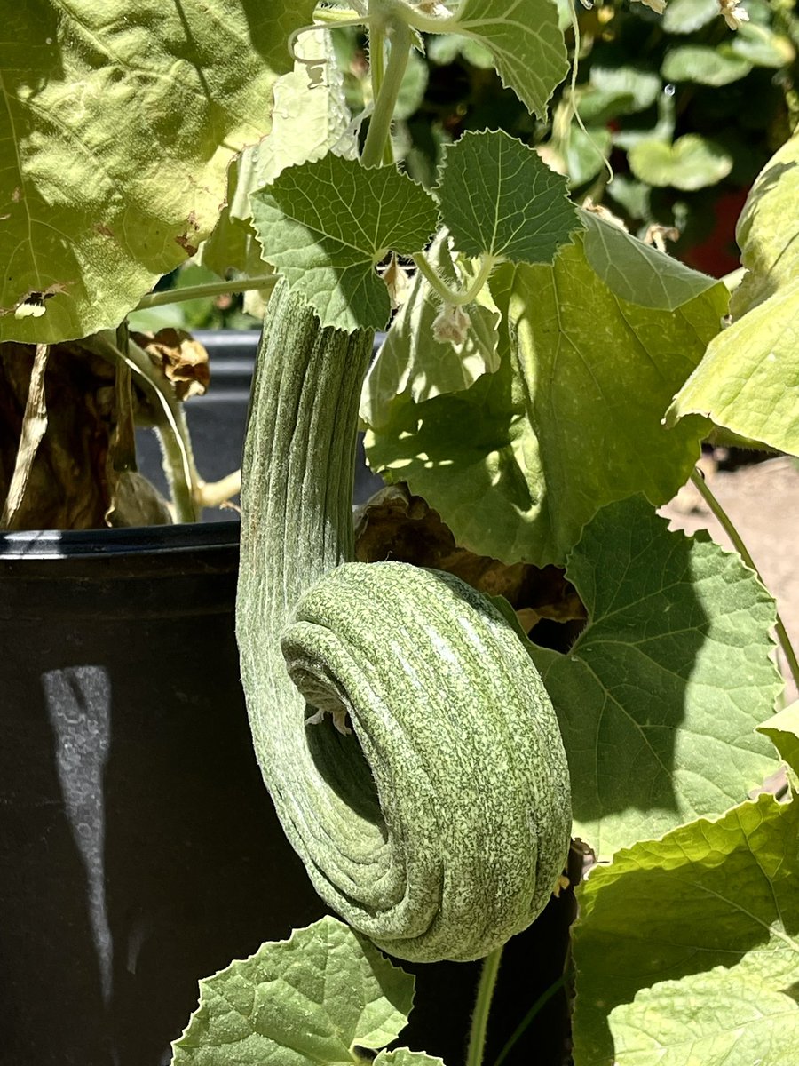 kristileilani's tweet photo. 🍓🥒🍉🫑 

#desertgardening #zone9b https://t.co/e0ShpyS629