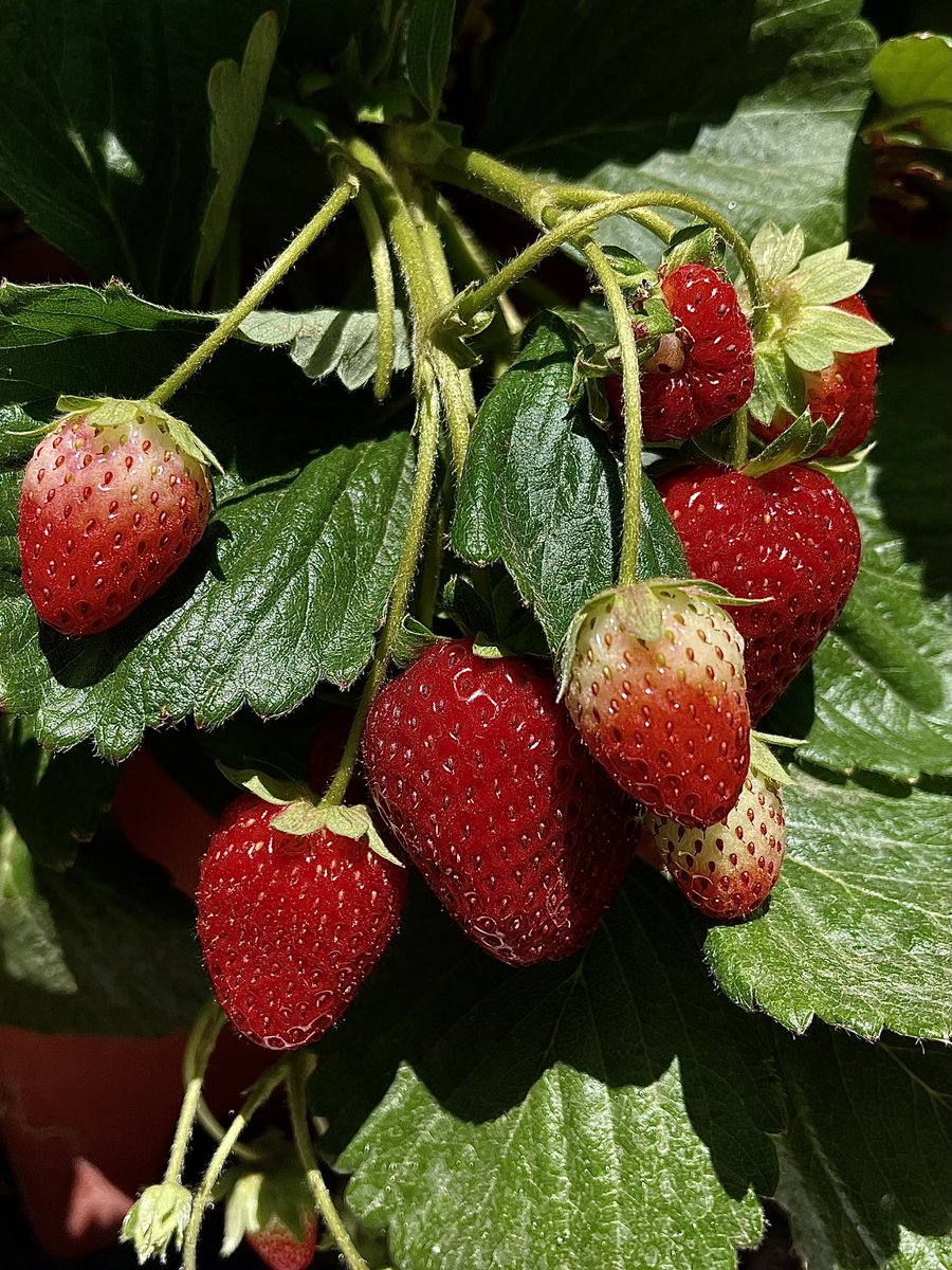 kristileilani's tweet photo. 🍓🥒🍉🫑 

#desertgardening #zone9b https://t.co/e0ShpyS629