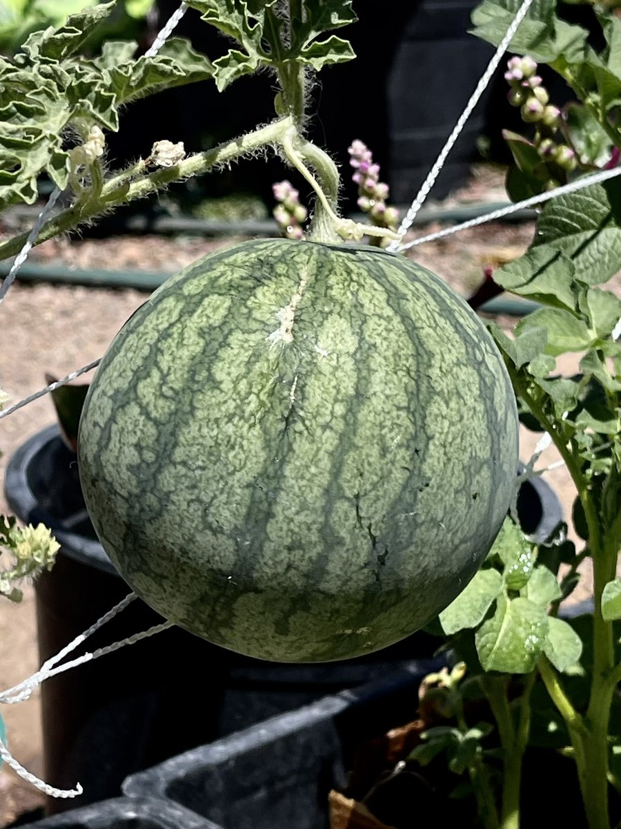 kristileilani's tweet photo. 🍓🥒🍉🫑 

#desertgardening #zone9b https://t.co/e0ShpyS629