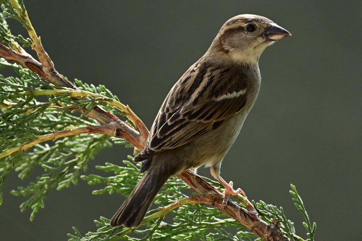 Pardal comú (Passer domesticus). 
#passerdomesticus #passer_domesticus #pardalcomú #pardal_comú #housesparrow #house_sparrow  #gorrióncomún #gorrión_común 
20240525 Sant Gregori.