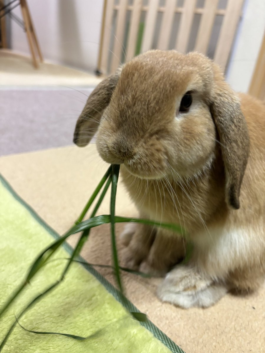 おはようございます☺️🐰☀️
体重1304g（6g）300の壁を超えました‼️
食欲旺盛　換毛期に入りました🐰