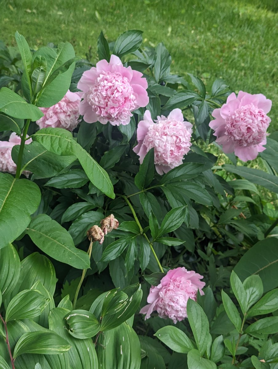 Venus has blessed our 1st house &amp; we're kicking it online for <a href="/NORWAC/">NORWAC</a> 2024 ✨✨✨
Trying to let the beautiful East Coast weather distract us from our FOMO 🌸🌸🌸 happy to NORWAC weekend to everyone celebrating online &amp; IRL 🎉🎉🎉