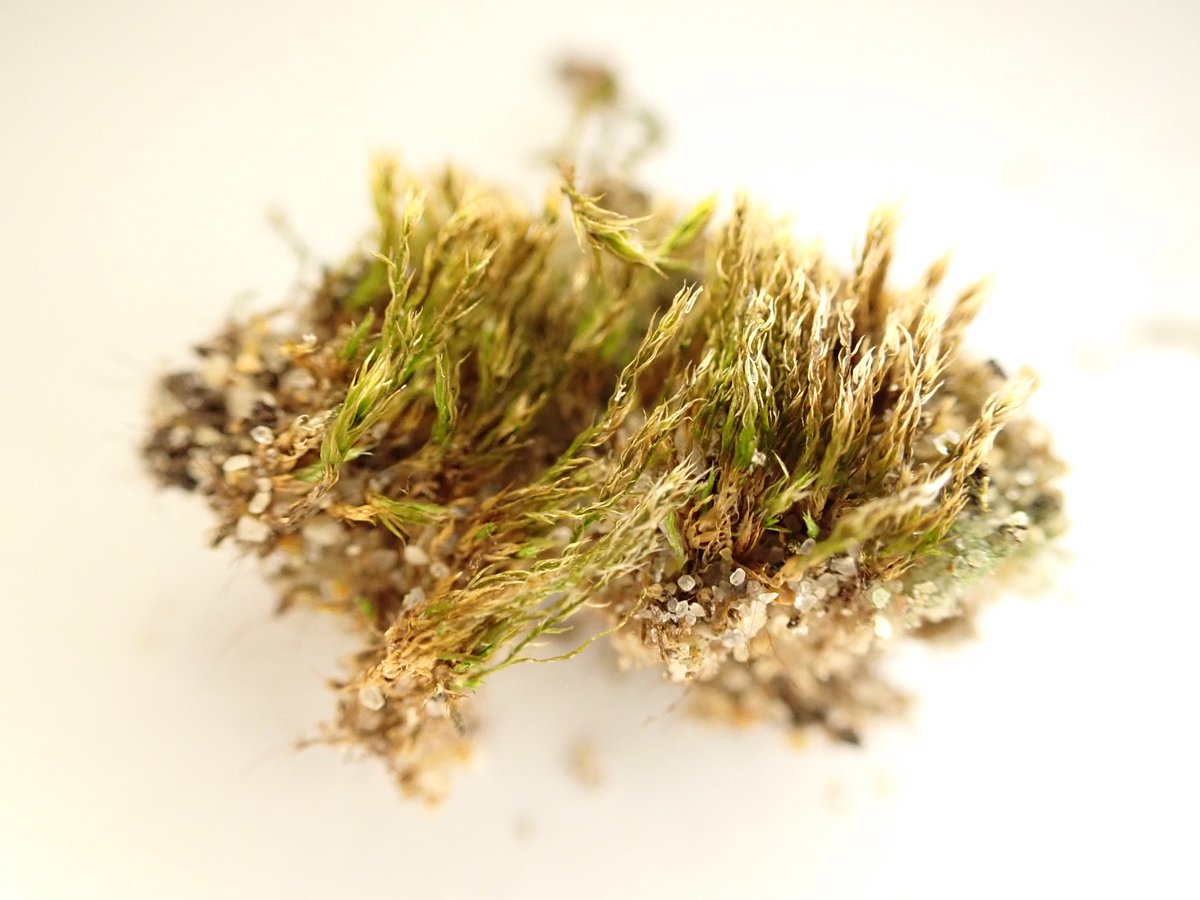 The weirdness of vegetated shingle. A Whelk, Buccinum undatum, shell provides a home for the lichen Xanthoria calcicola; and inside, a moss, broobably a Bryum sp. @BLSlichens @BBSbryology on a great @Sussex_Botany field meeting at Norman's Bay, East Sussex.