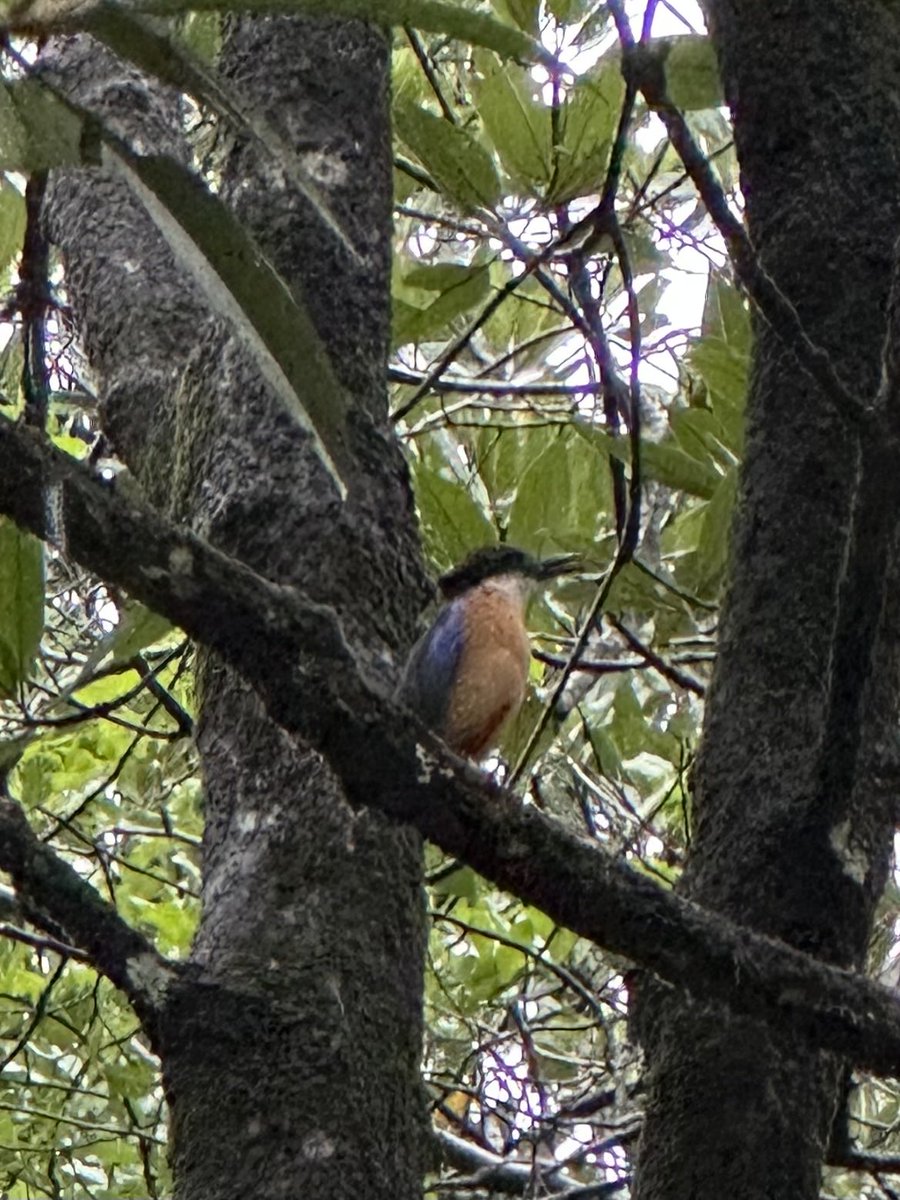 Vanda Felbab-Brown tweet media