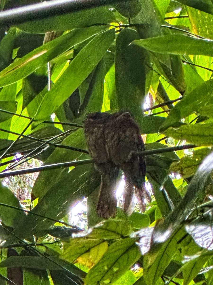 Vanda Felbab-Brown tweet media