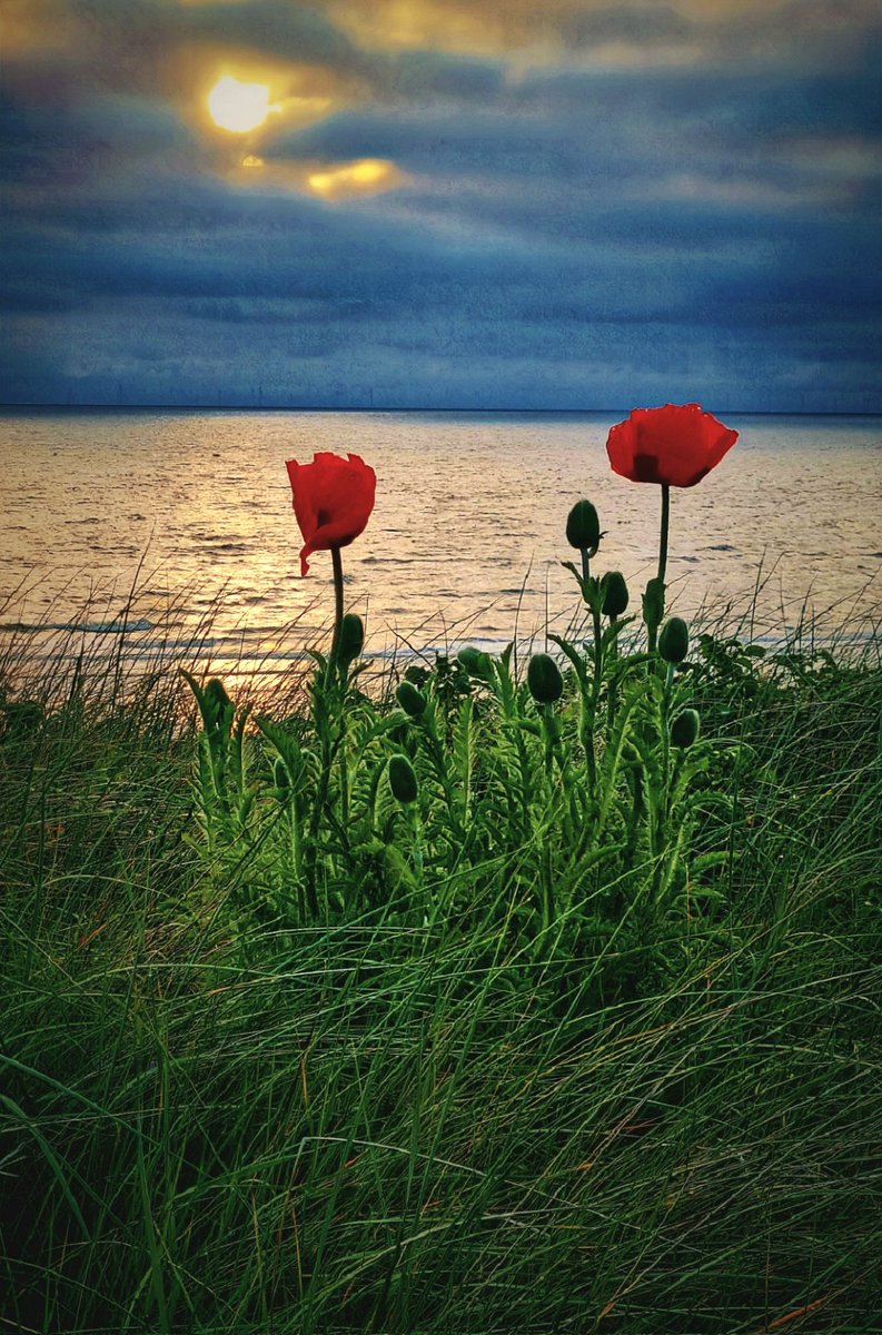 'In Egmonds dunes the poppies grow' #herdenkingsbloem #bunkerdag #WO1 #egmondaanzee